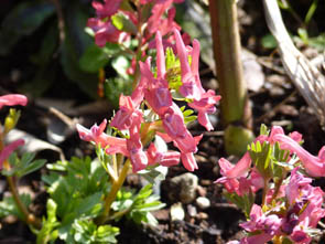 Corydalis solida 'Beth Evans'
